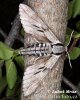 Pine Hawkmoth