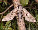 Pine Hawkmoth