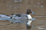 Pintail