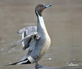 Pintail