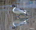 Pintail
