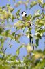 Pintailed Whydah Pin-tailed