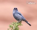 Pinyon Jay