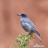 Pinyon Jay