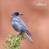 Pinyon Jay