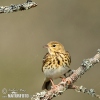 Pipit des arbres