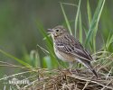 Pipit des arbres