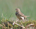 Pipit farlouse