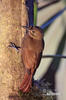 Plain-brown Woodcreeper