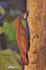 Plain-brown Woodcreeper