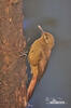 Plain-brown Woodcreeper