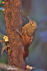 Plain-brown Woodcreeper