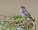 Plain-capped Ground-Tyrant