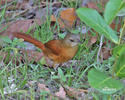 Plain-crowned Spinetail