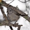 Plain Titmouse