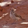 Plain Titmouse