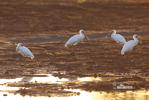 Platalea alba