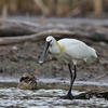 Platalea leucorodia