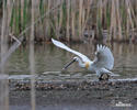 Platalea leucorodia