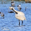 Platalea leucorodia