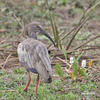 Plumbeous Ibis