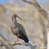 Plumbeous Ibis