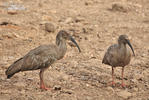 Plumbeous Ibis