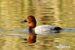 Pochard