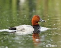 Pochard