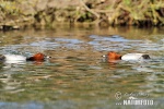 Pochard