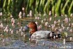 Pochard