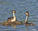 Podiceps cristatus