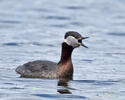 Podiceps grisegena