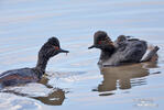 Podiceps nigricollis