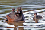 Podiceps nigricollis