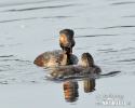 Podiceps nigricollis