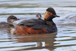 Podiceps nigricollis