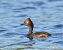 Podiceps nigricollis