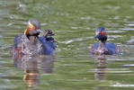 Podiceps nigricollis