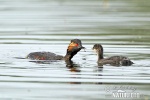 Podiceps nigricollis