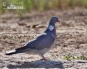 Porumbel gulerat