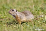 Pouched Marmot