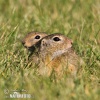 Pouched Marmot