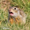 Pouched Marmot