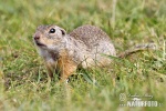 Pouched Marmot