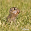 Pouched Marmot