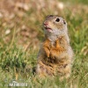 Pouched Marmot