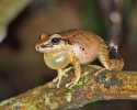 Pristimantis achatinus