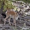 Pronghorn