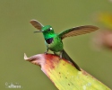 Purple-bibbed Whitetip